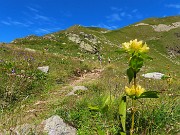 22 Gentiana punctata (Genziana punteggiata)
